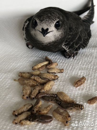 Корм для стрижей