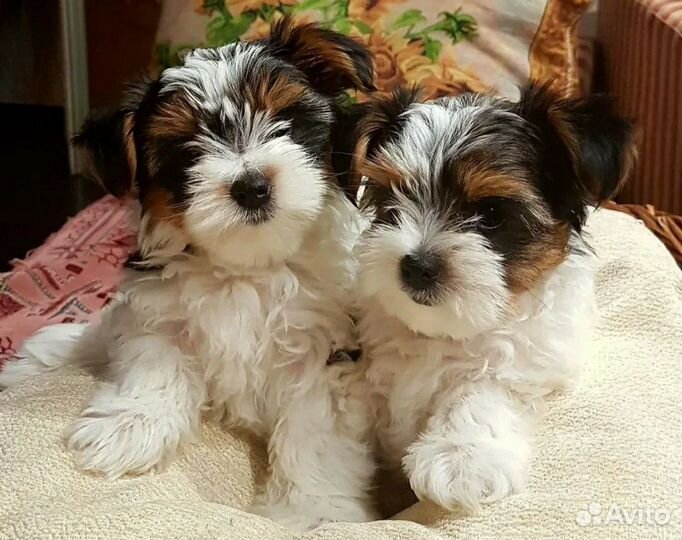Щенки бивер йорка девочки и мальчик