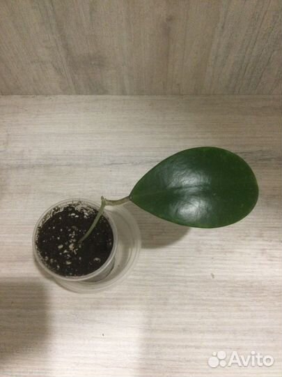 Разные хойи, сортовые и видовые