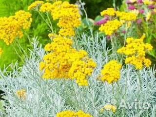 Цмин итальянский (гелихризум) (саженцы)