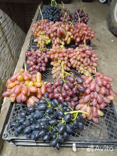 Черенки винограда