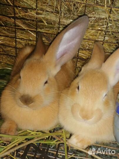 Кролики мясных пород
