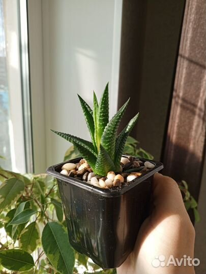 Суккуленты детки, хавортия