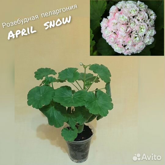 Пеларгония герань сортовая