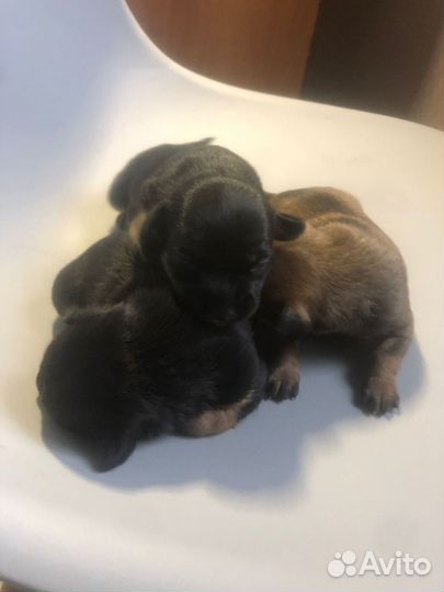 Той-терьер щенки