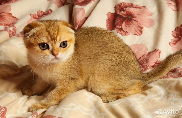 Шотландская вислоухая кошечка золотая шиншилла