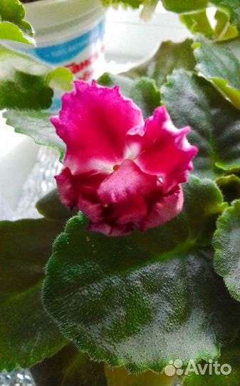 Сортовые фиалки цветущие