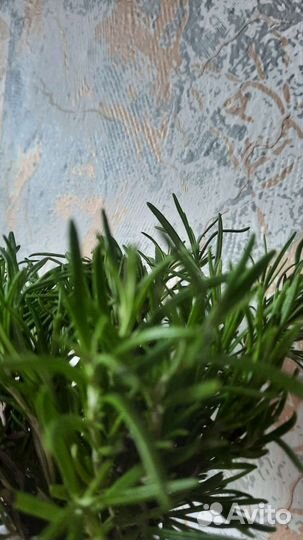 Можевельник