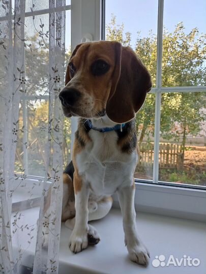 Бигль в поисках невесты