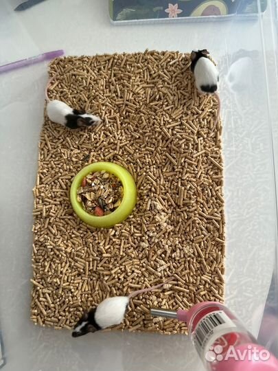 Японская мышь