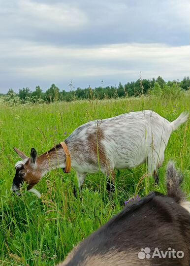 Камерунская дойная коза