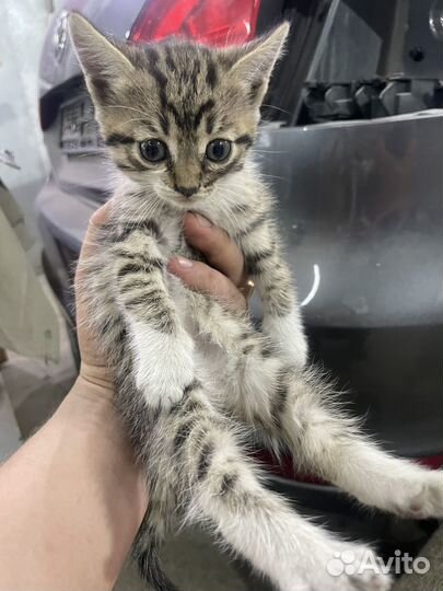 Котята в добрые руки бесплатно