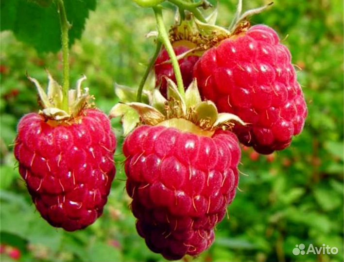 Саженцы малины