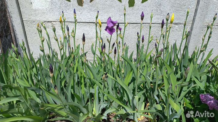 Растения для сада ирисы астра кохия мята лимонник