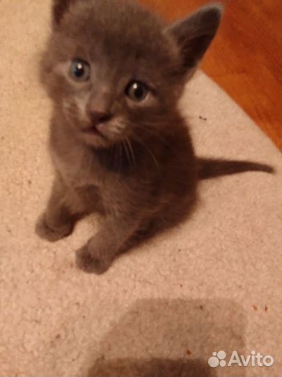 Котята в добрые руки бесплатно