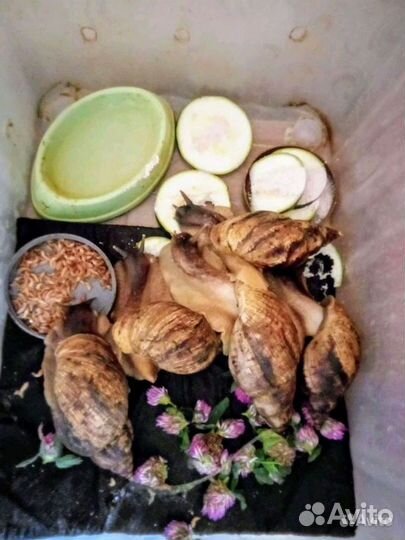 Улитки ахатины ретикулята черноголовки