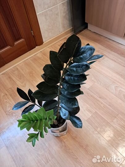 Замиокулькас emerald black