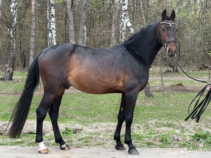 Орловский жеребец на продажу