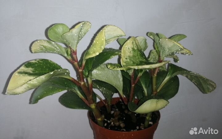 Пеперомия вариегатная
