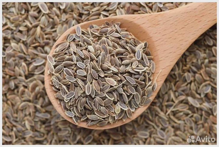 Семена укропа