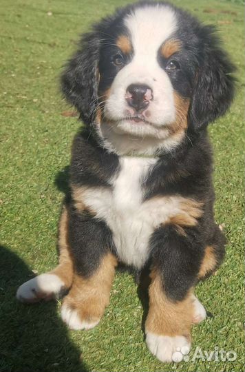 Щенки бернского зенненхунда. Бернский зенненхунд