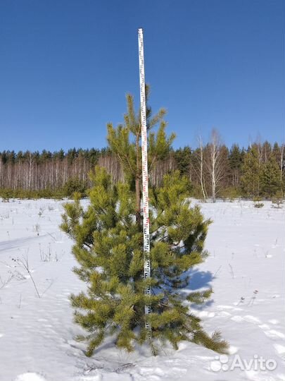 Сосна обыкновенная