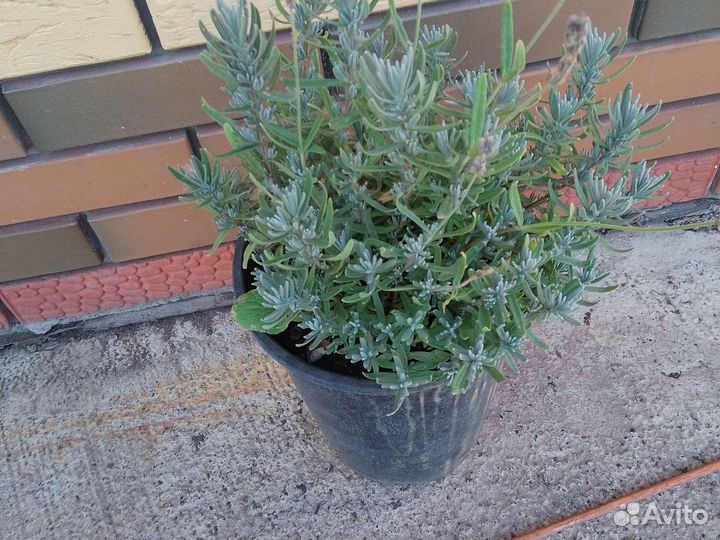 Лаванда в горшке