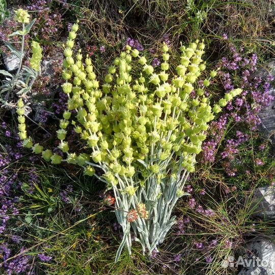 Железница Крымская,Татар чай, Лимонник, Чабан чай
