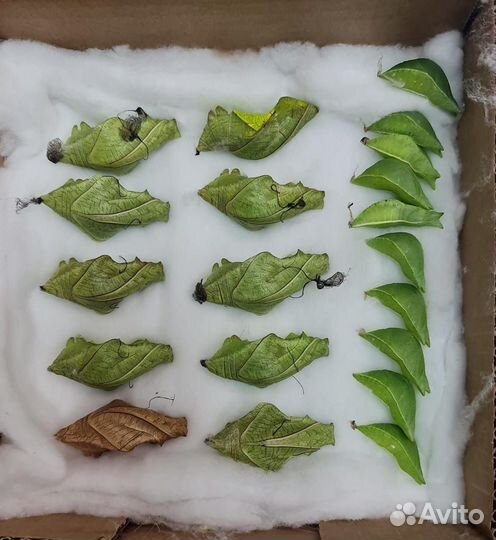 Куколки тропических бабочек