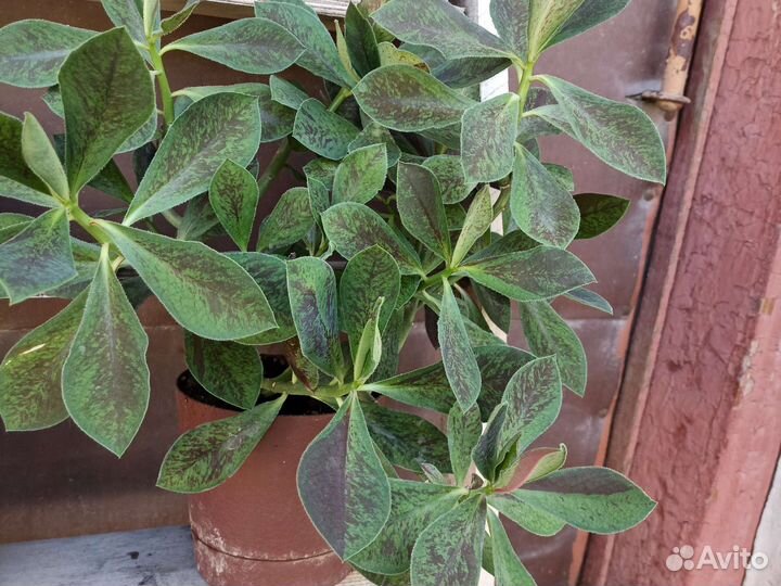 Продам цветы комнатные