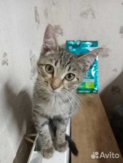 Ласковый Васъ