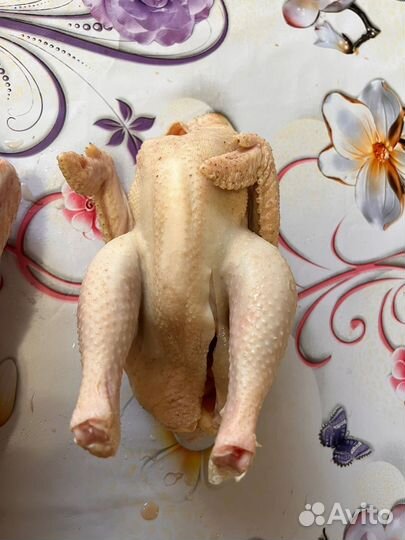 Домашние куры,петухи, индоутки,гуси и индюки