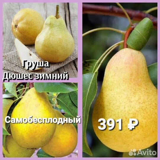 Саженцы груши 2ух летка