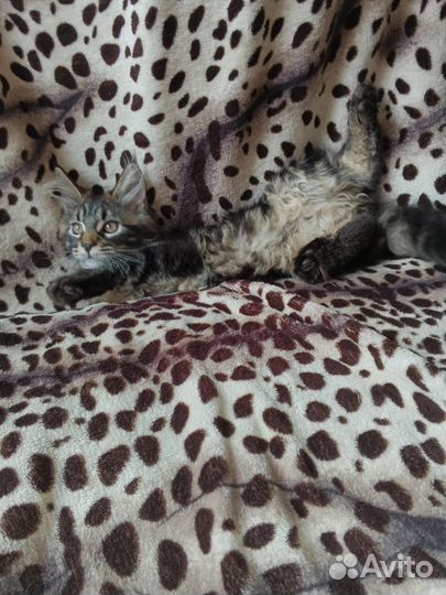 Мейн-кун девочка