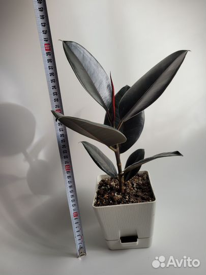 Фикус эластика абиджан 40 см