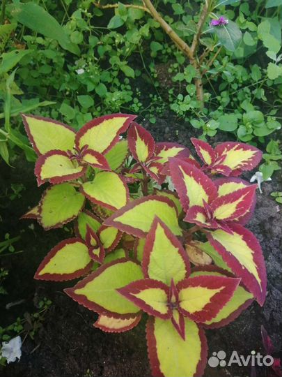 Черенки колеуса