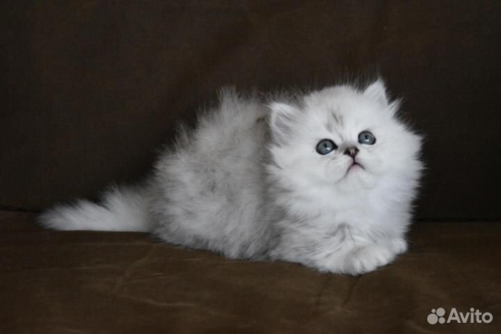 Британские котята