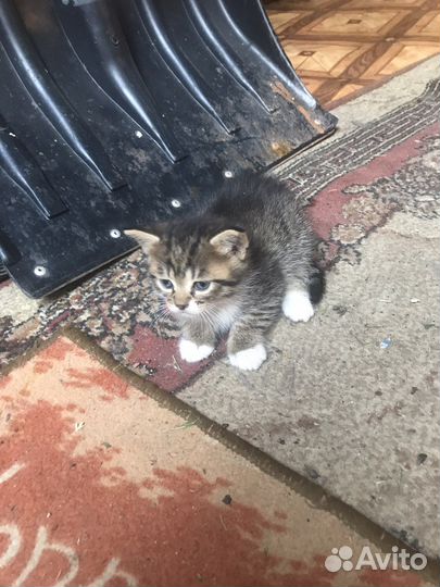 Кошка в дар бесплатно