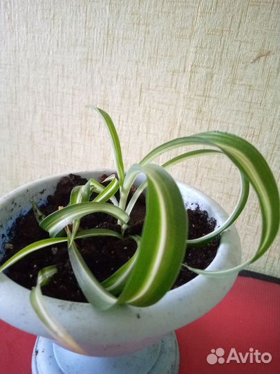 Хлорофитум кудрявый