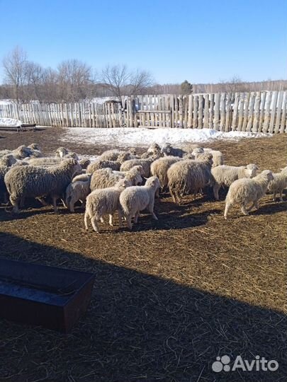 Овцы бараны ягнята