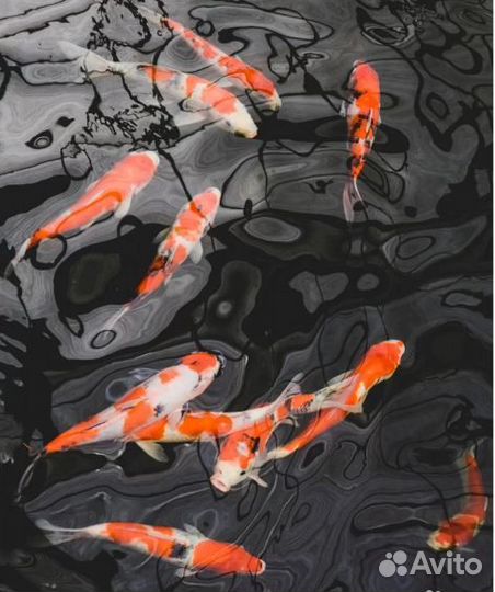 Корм для Кои