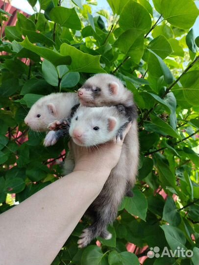 Хорек. Доставка. Ветпаспорт