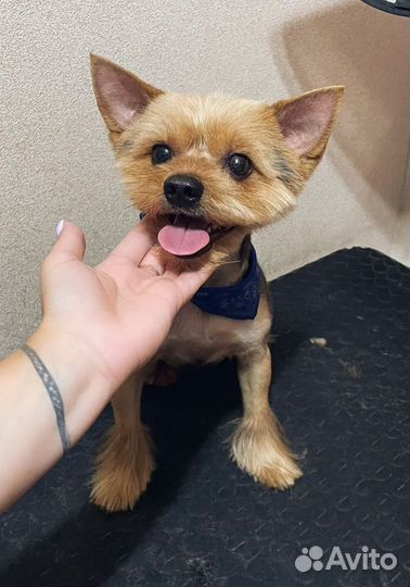 Стрижка собак и котов (груминг)