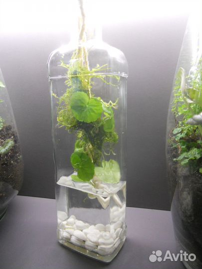 Нанопалюдариум минипалюдариум