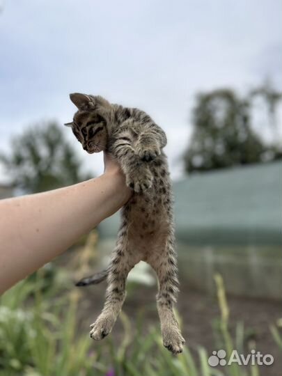 Котёнок бесплатно