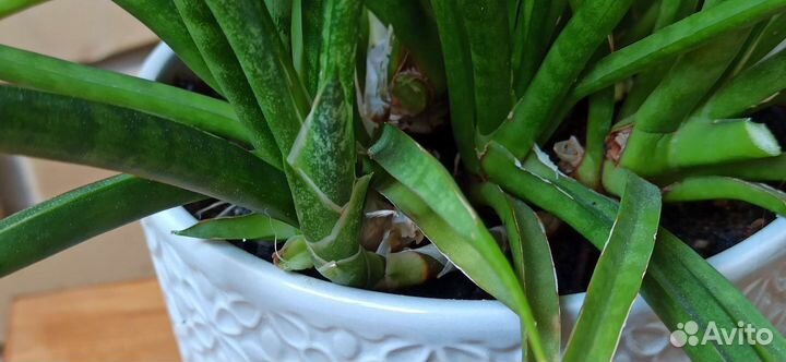 Сансевиерия Фернвуд Микадо сортовая