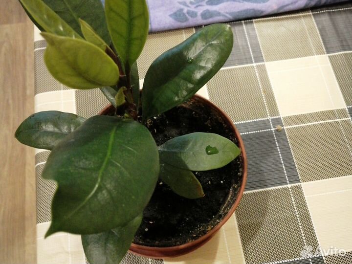 Фикус. кливия