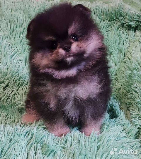 Шпиц mini мальчик в Сочи