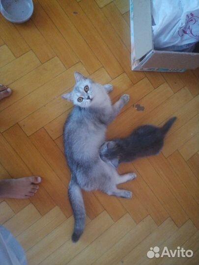 Шотландская кошка