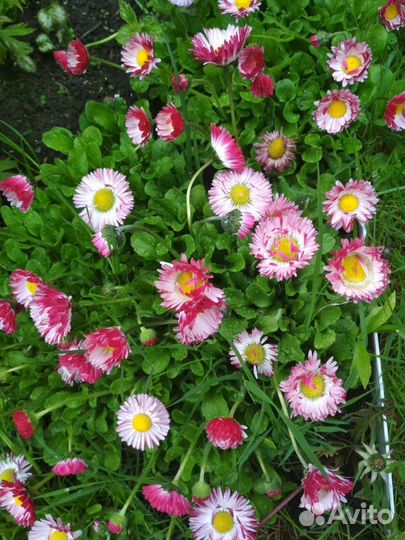 Маргаритки